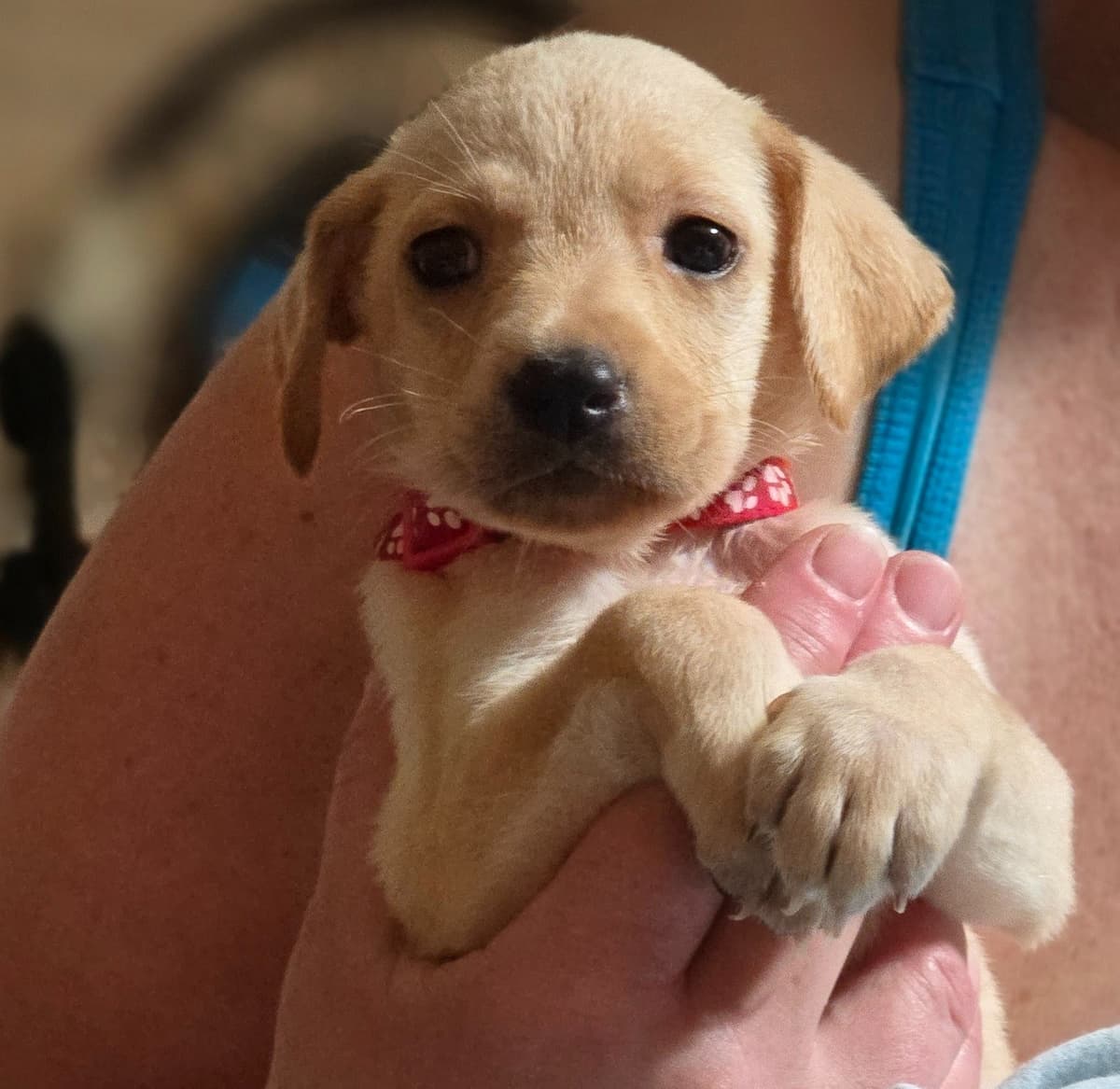 Labrador Retriever Puppies (English) breeder image 19