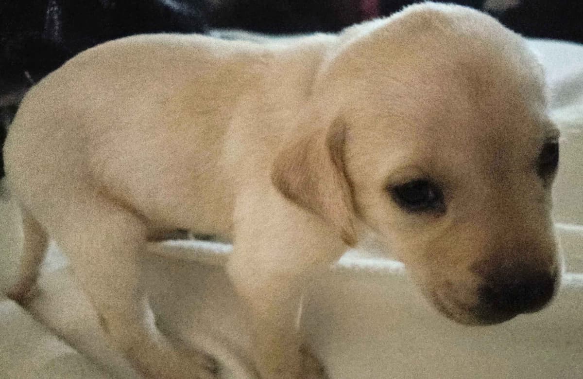 Labrador Retriever Puppies (English) breeder image 20