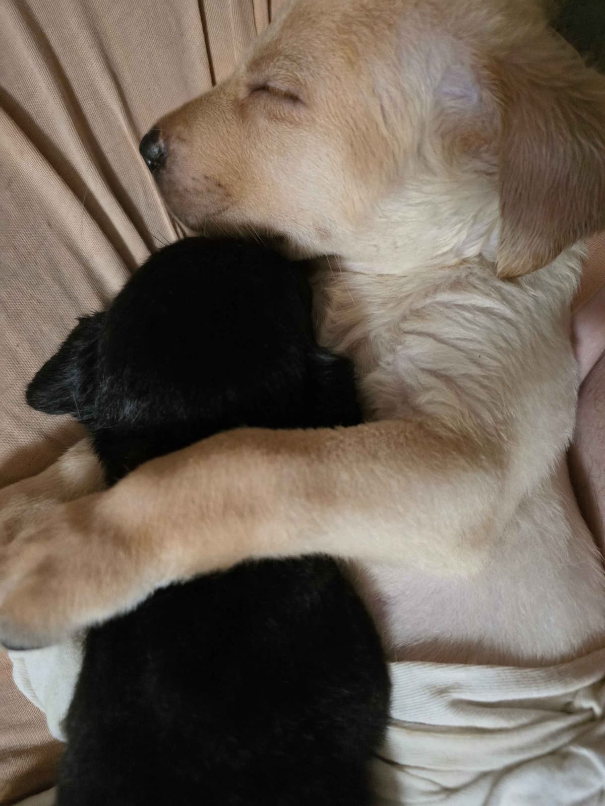 Labrador Retriever Puppies (English) breeder image 21