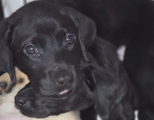 Labrador Retriever Puppies (English) media 7