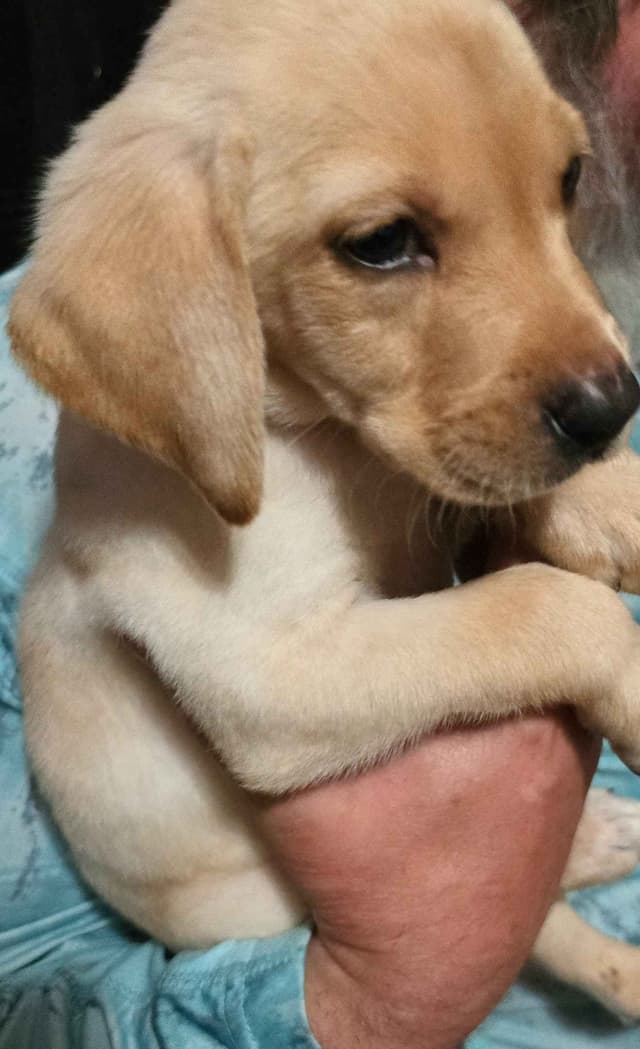 Labrador Retriever Puppies (English) media 16