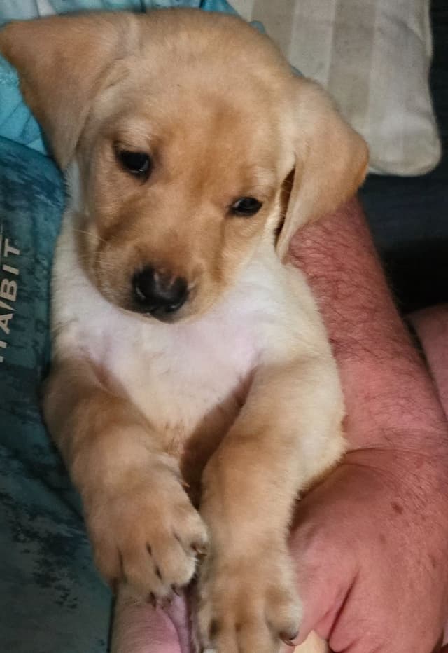 Labrador Retriever Puppies (English) media 17