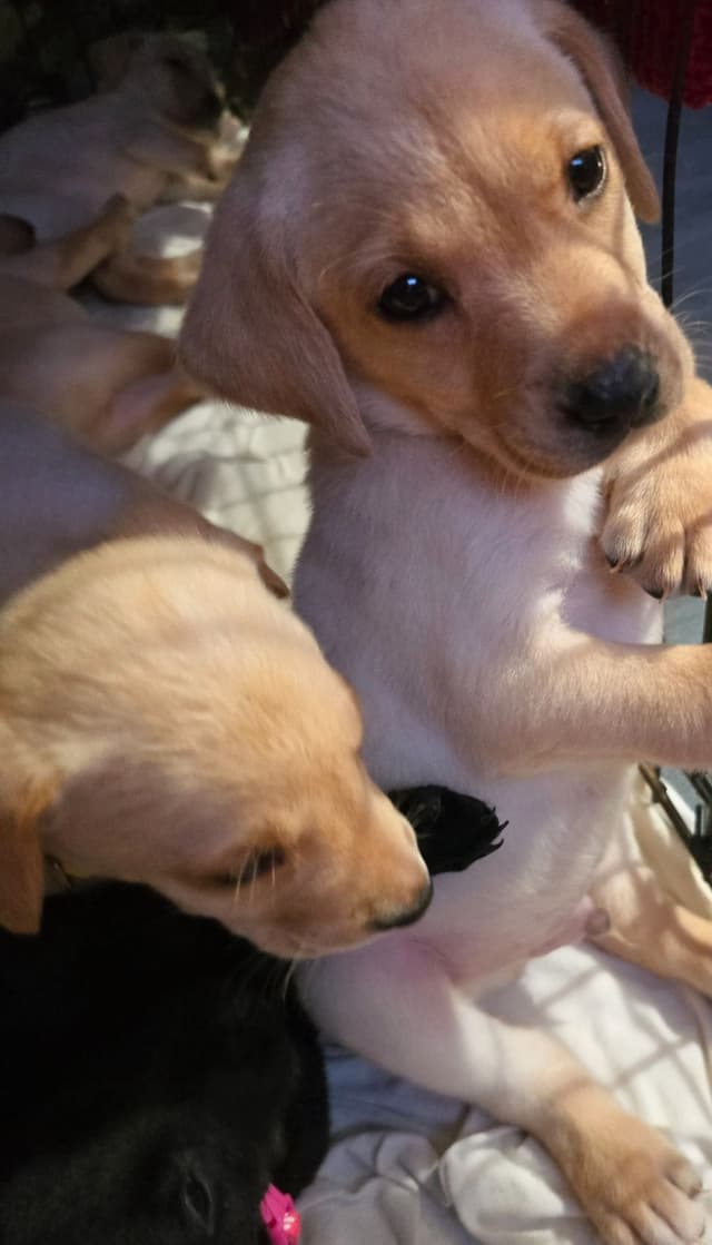 Labrador Retriever Puppies (English) media 18