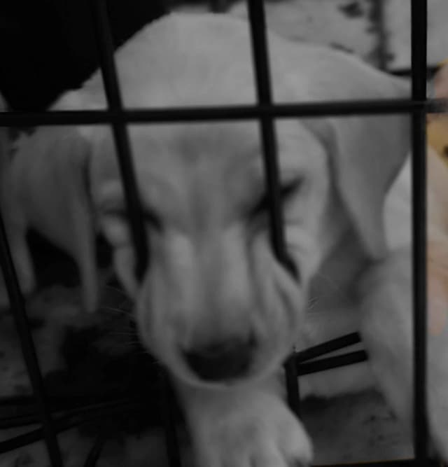 Labrador Retriever Puppies (English) media 10