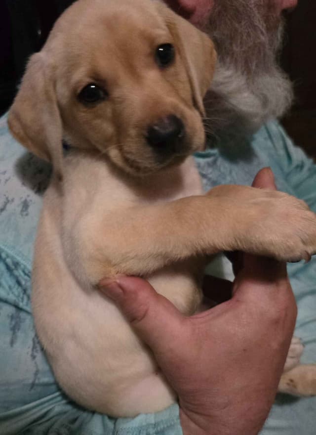 Labrador Retriever Puppies (English) media 19