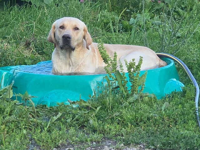 Labrador Retriever Puppies (English) media 20