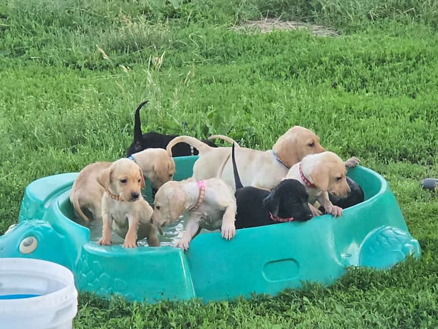 Labrador Retriever Puppies (English) media 21