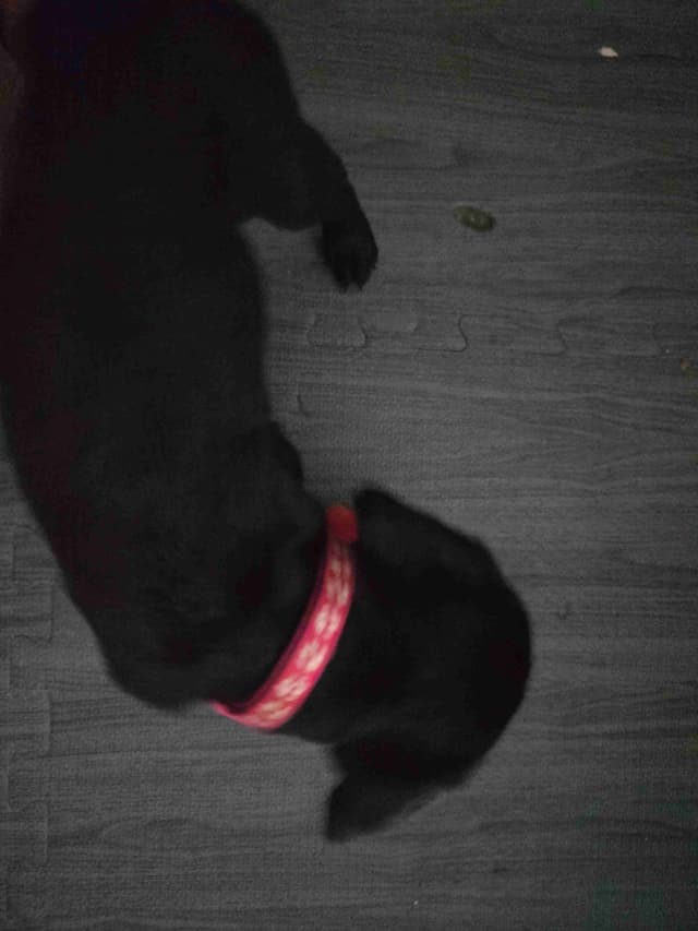 Labrador Retriever Puppies (English) media 24