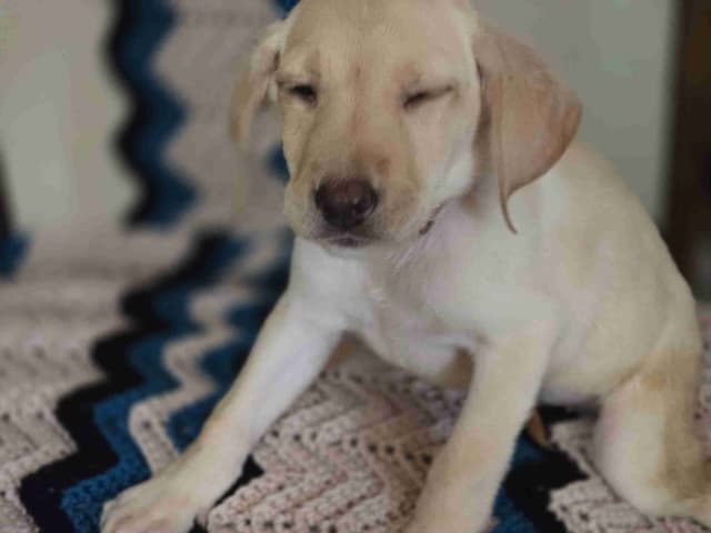 Labrador Retriever Puppies (English) media 25