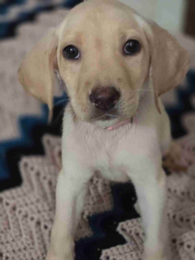 Labrador Retriever Puppies (English) media 26