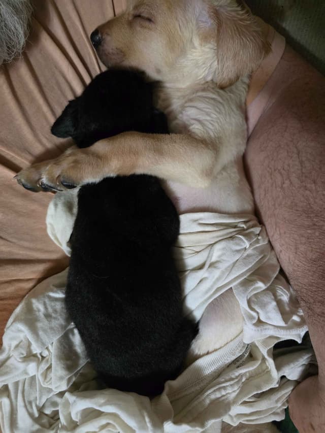 Labrador Retriever Puppies (English) media 28