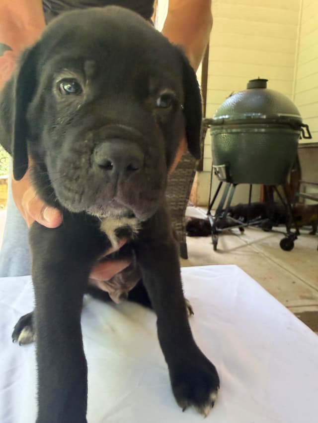 Cane Corso Puppies media 2