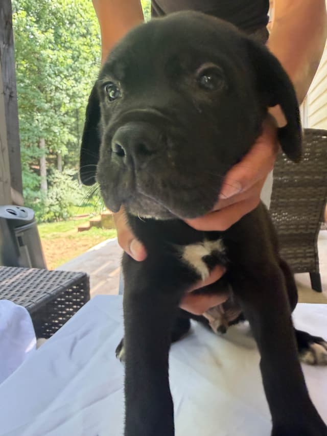 Cane Corso Puppies media 3
