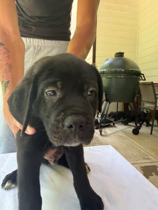 Cane Corso Puppies media 4