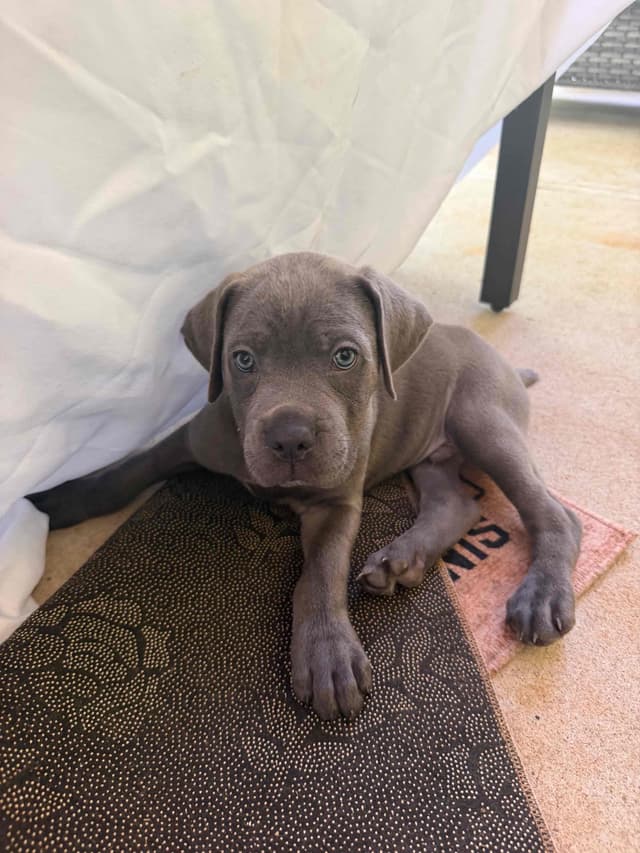 Cane Corso Puppies media 5