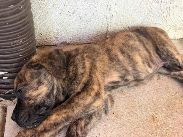 Cane Corso Puppies media 6