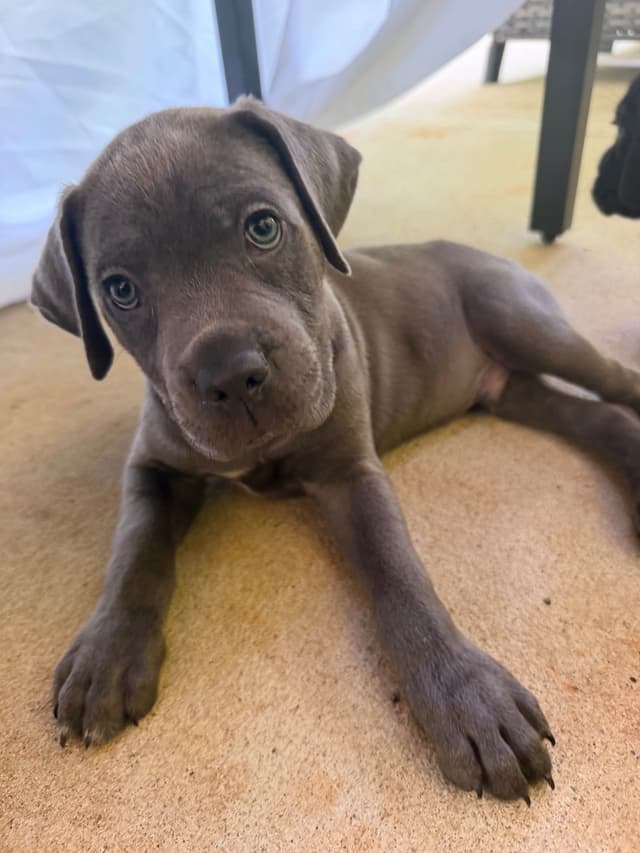 Cane Corso Puppies media 7