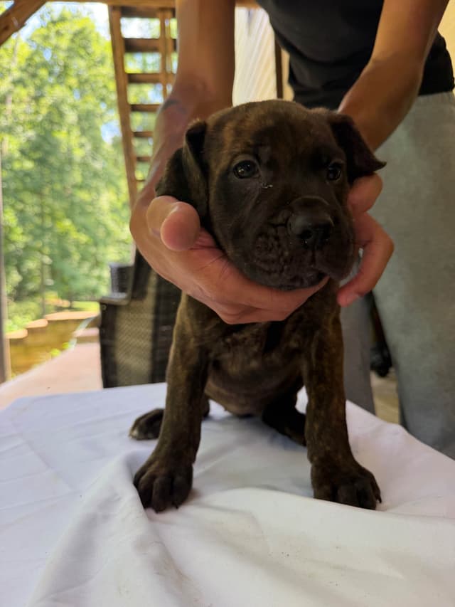 Cane Corso Puppies media 8