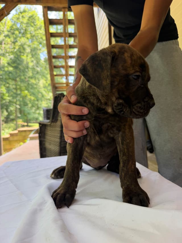 Cane Corso Puppies media 9