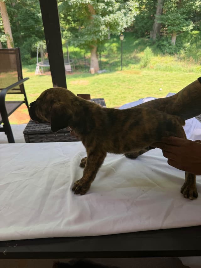 Cane Corso Puppies media 10