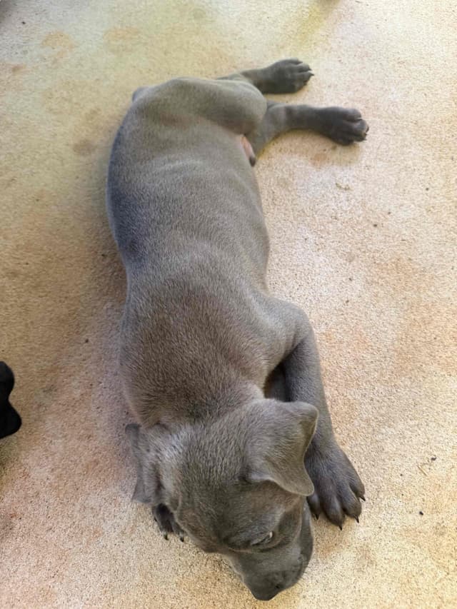 Cane Corso Puppies media 11