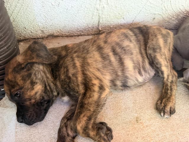 Cane Corso Puppies media 12