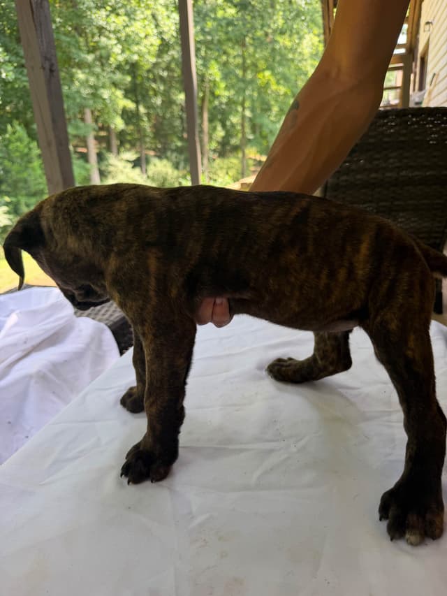 Cane Corso Puppies media 13