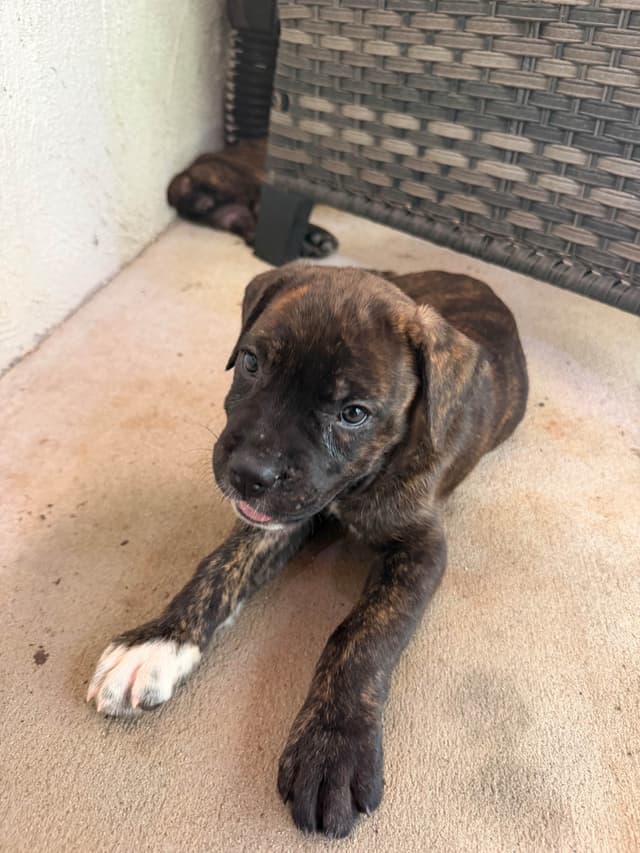 Cane Corso Puppies media 14