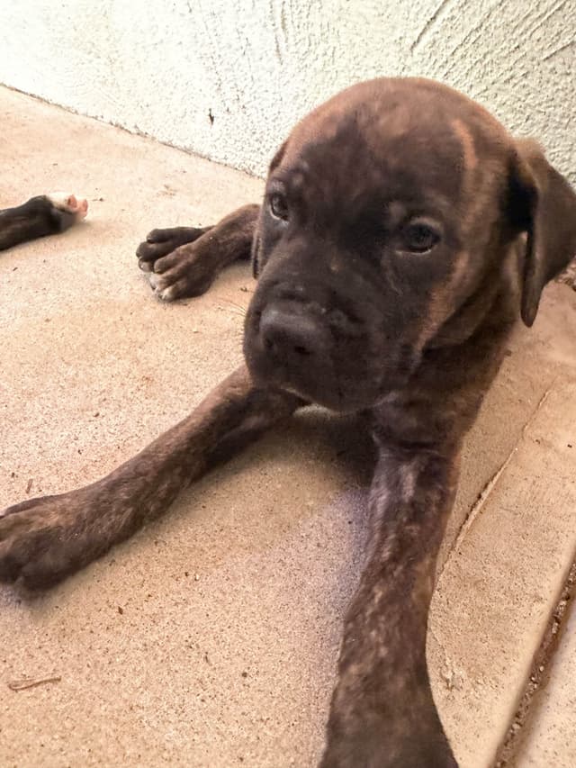 Cane Corso Puppies media 15