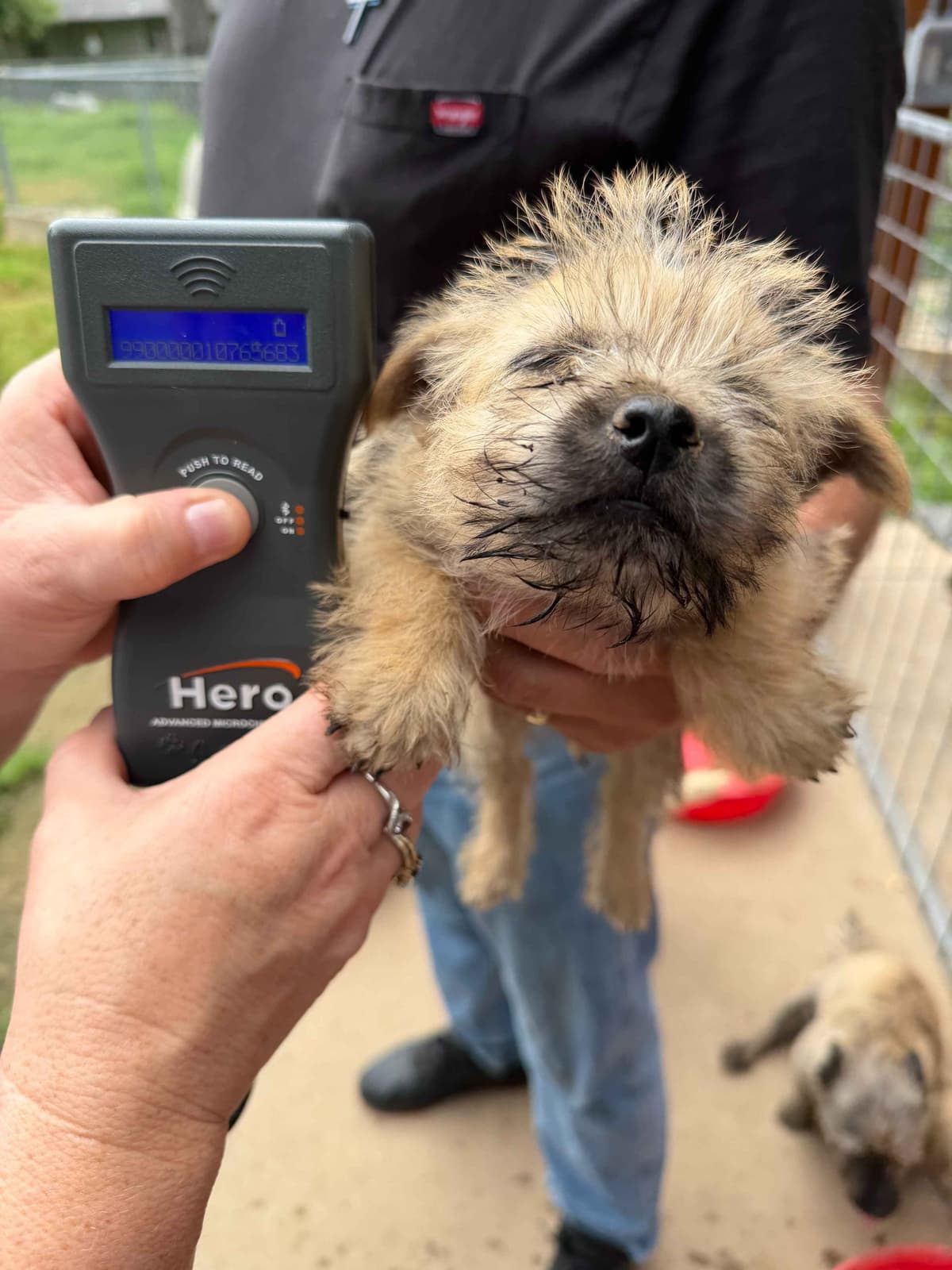 Cairn Terrier Puppies breeder image 3