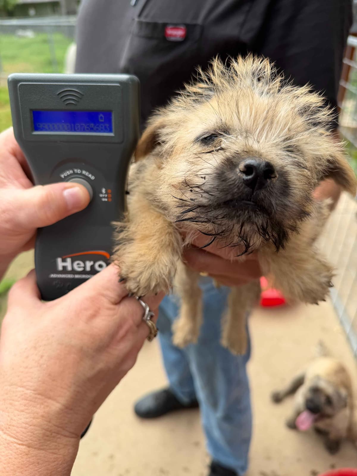 Cairn Terrier Puppies breeder image 4