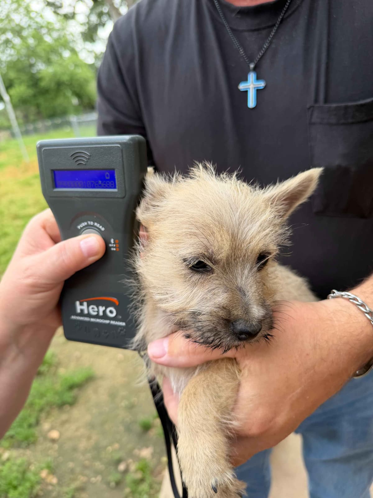 Cairn Terrier Puppies breeder image 5