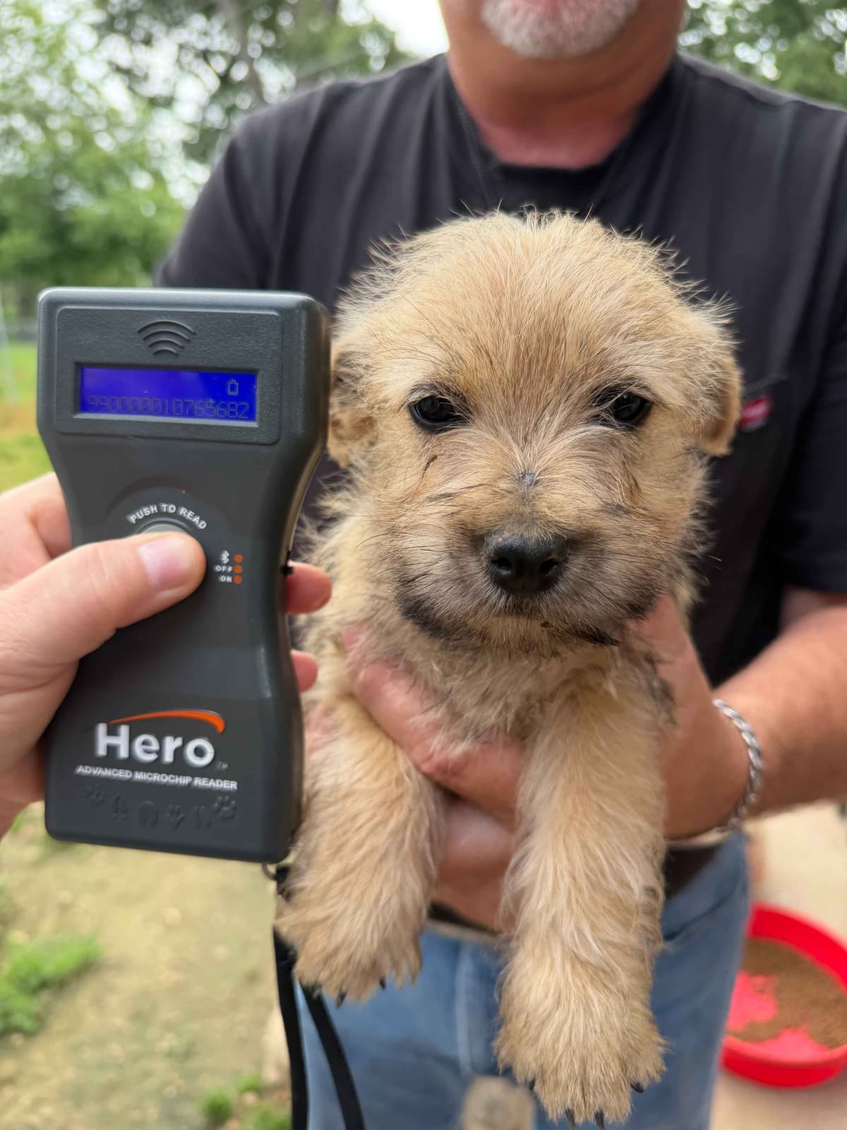Cairn Terrier Puppies breeder image 6