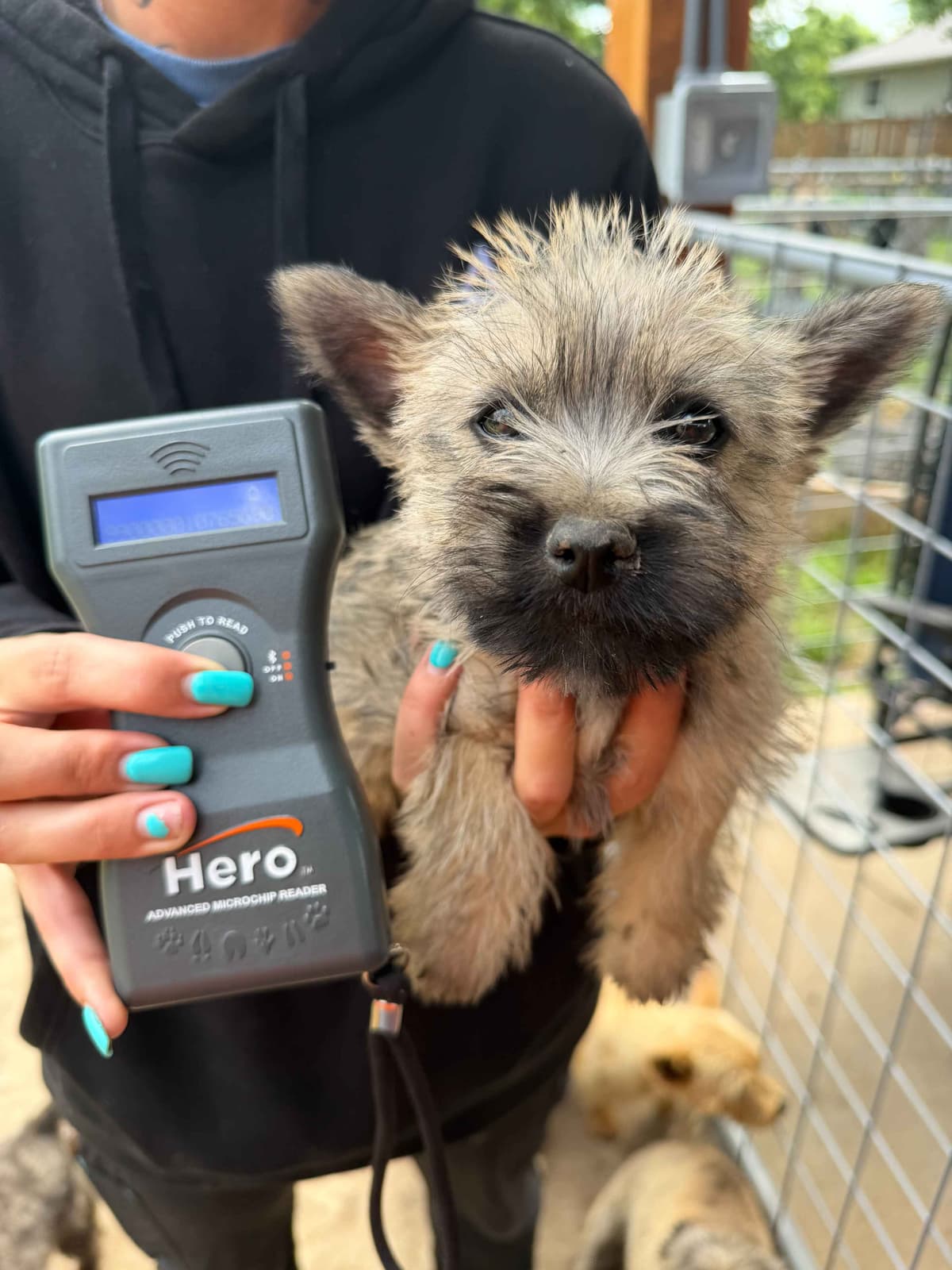 Cairn Terrier Puppies breeder image 10
