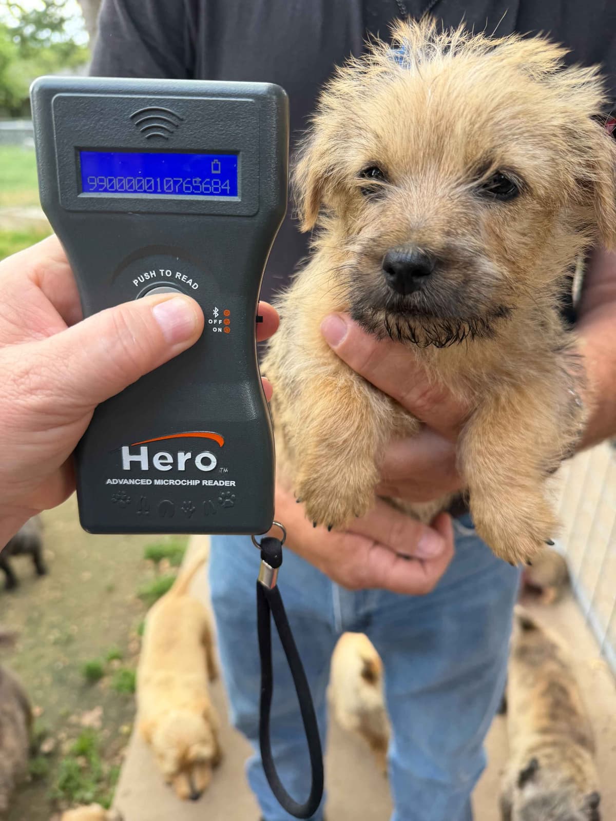 Cairn Terrier Puppies breeder image 7