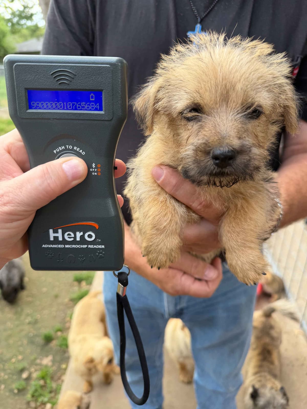 Cairn Terrier Puppies breeder image 8