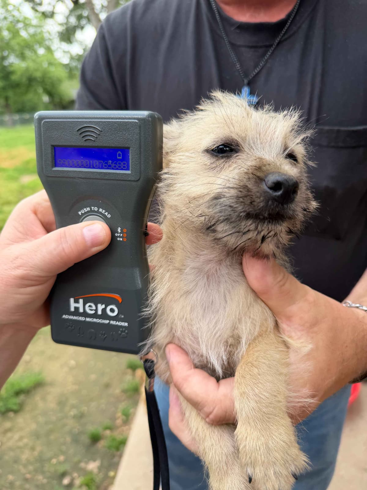 Cairn Terrier Puppies breeder image 13