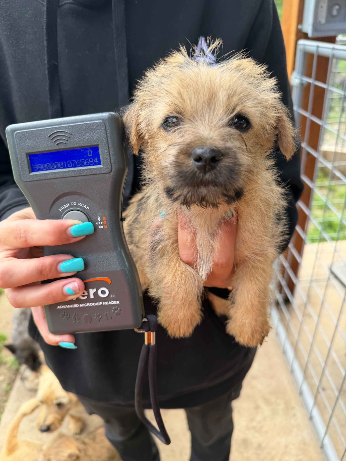 Cairn Terrier Puppies breeder image 2