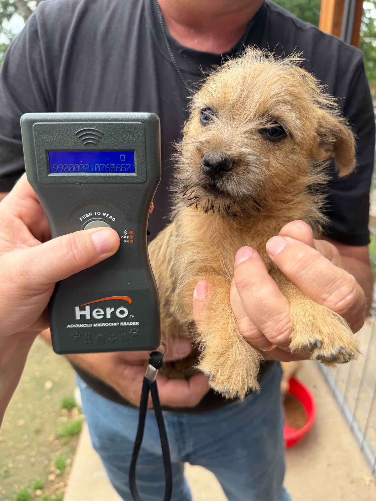 Cairn Terrier Puppies breeder image 12