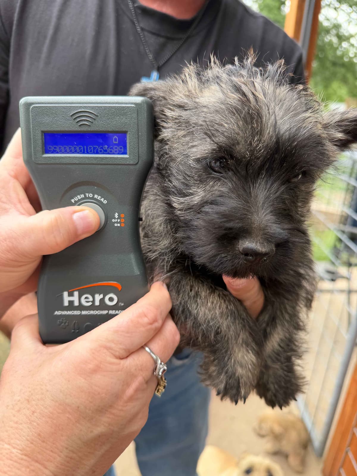 Cairn Terrier Puppies breeder image 15
