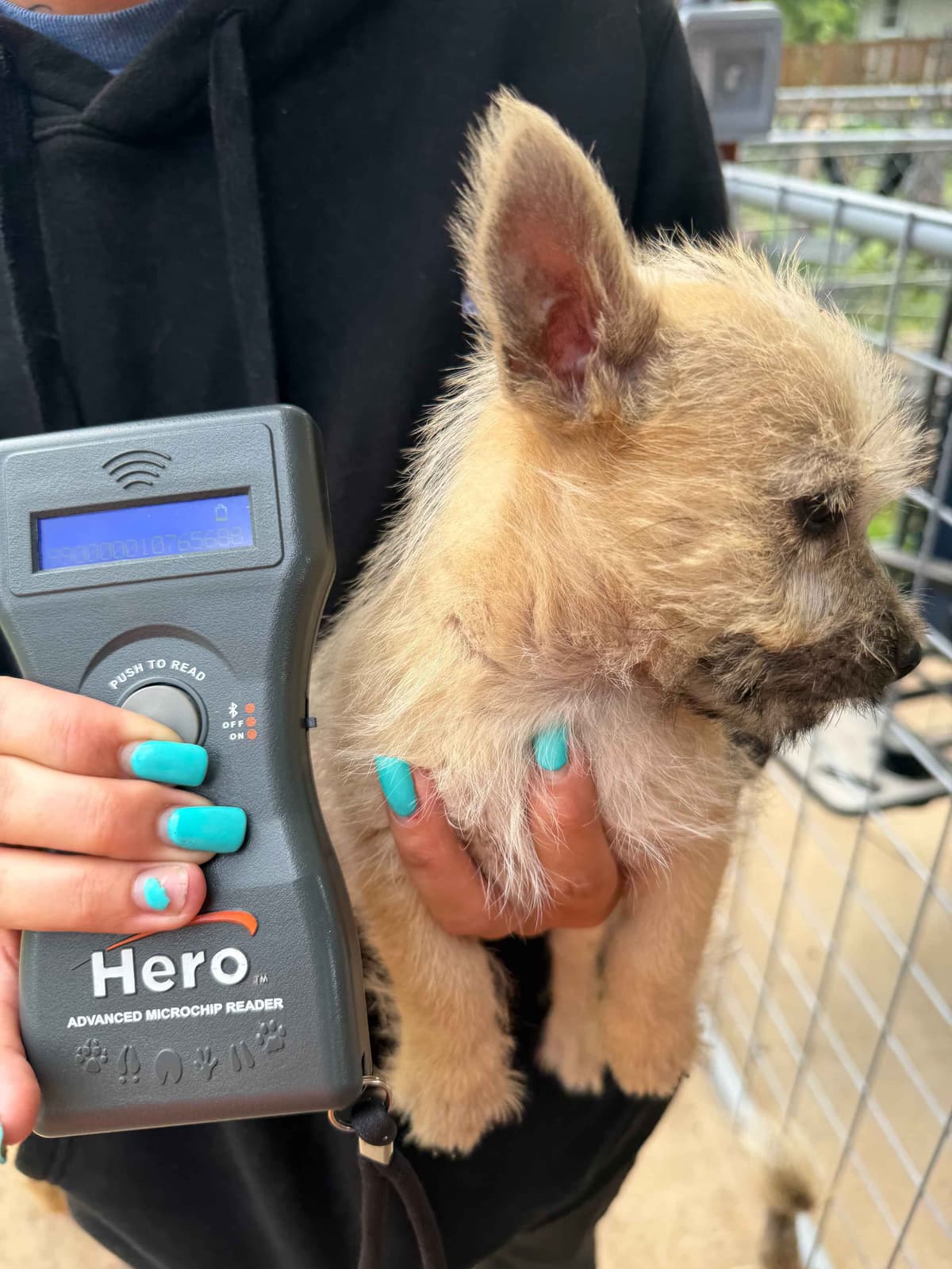 Cairn Terrier Puppies breeder image 16