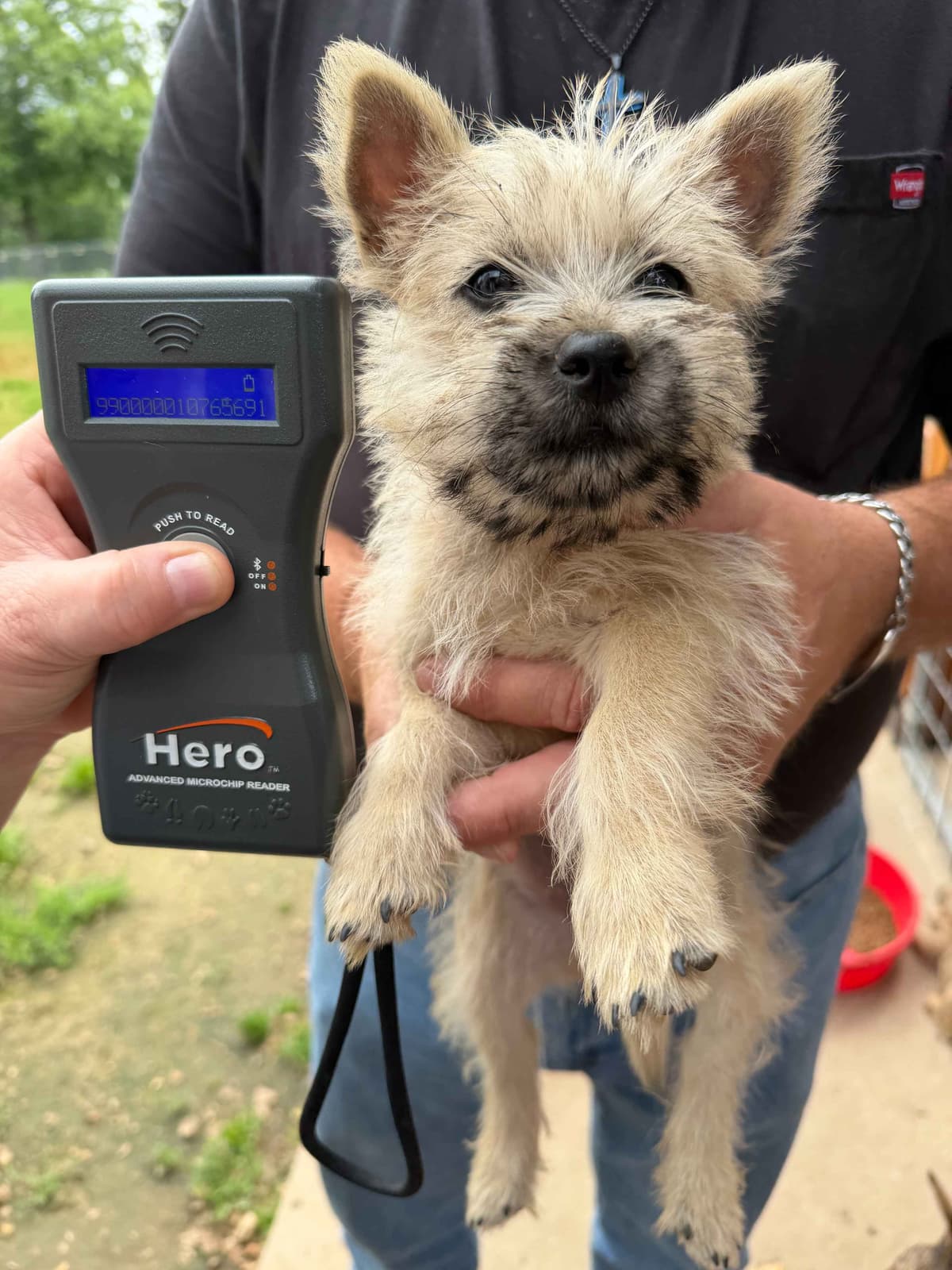 Cairn Terrier Puppies breeder image 17