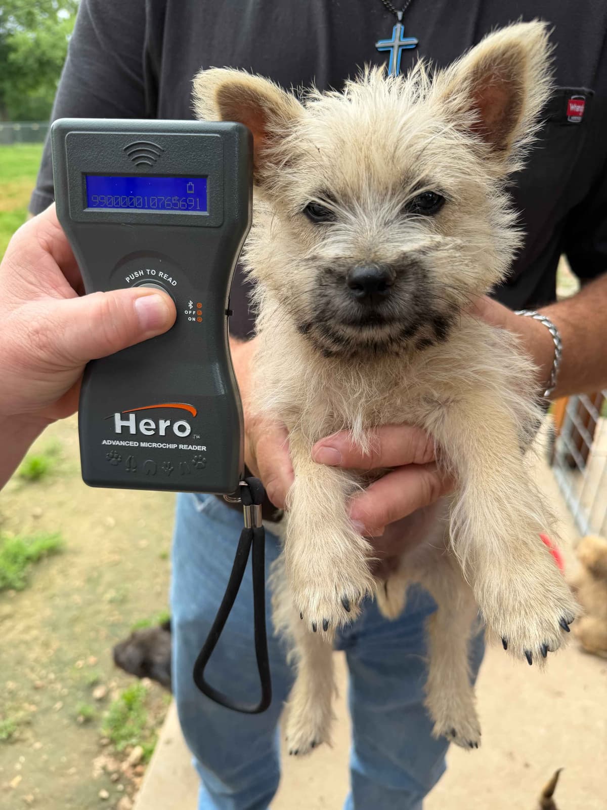 Cairn Terrier Puppies breeder image 19