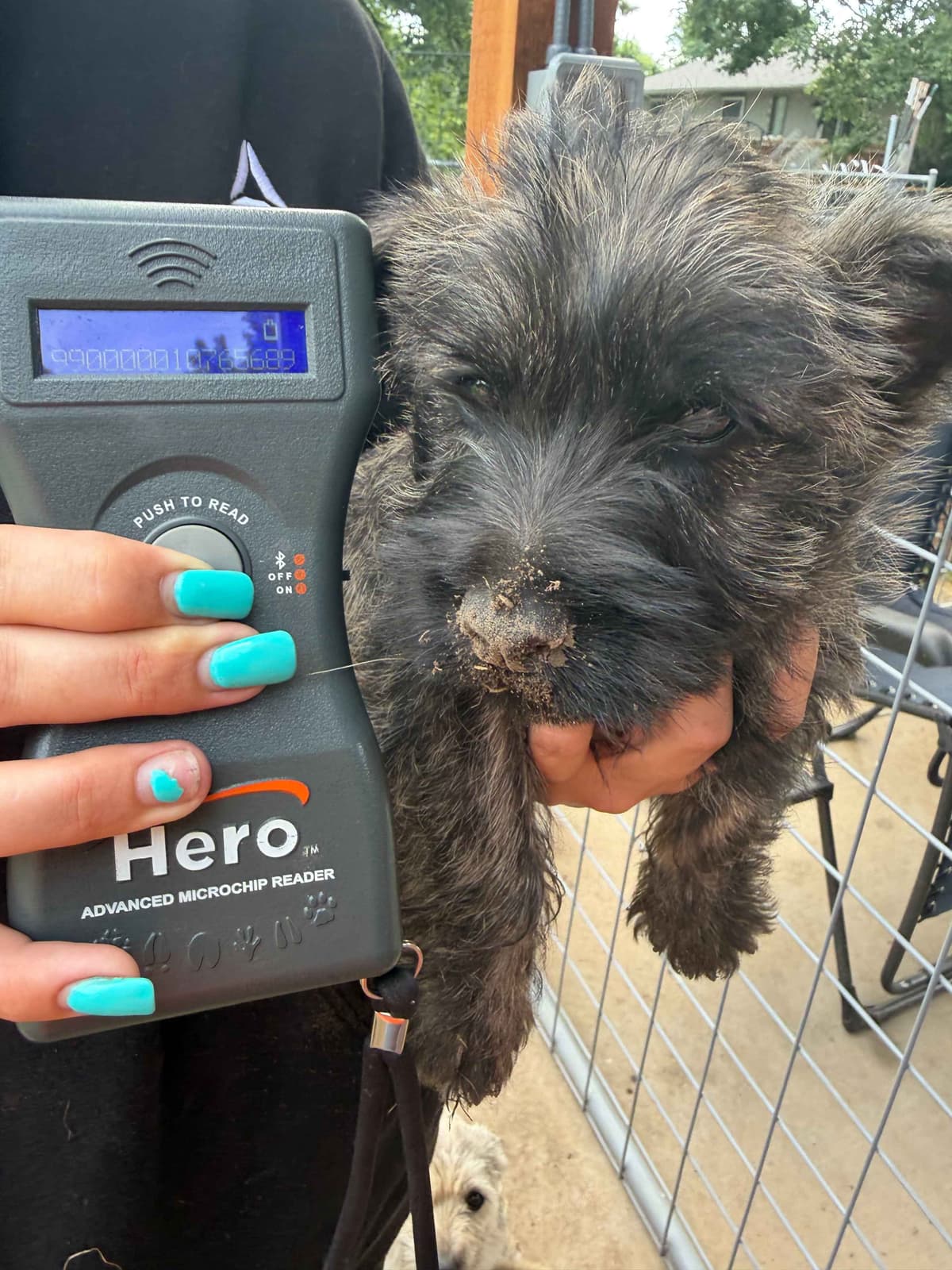 Cairn Terrier Puppies breeder image 18