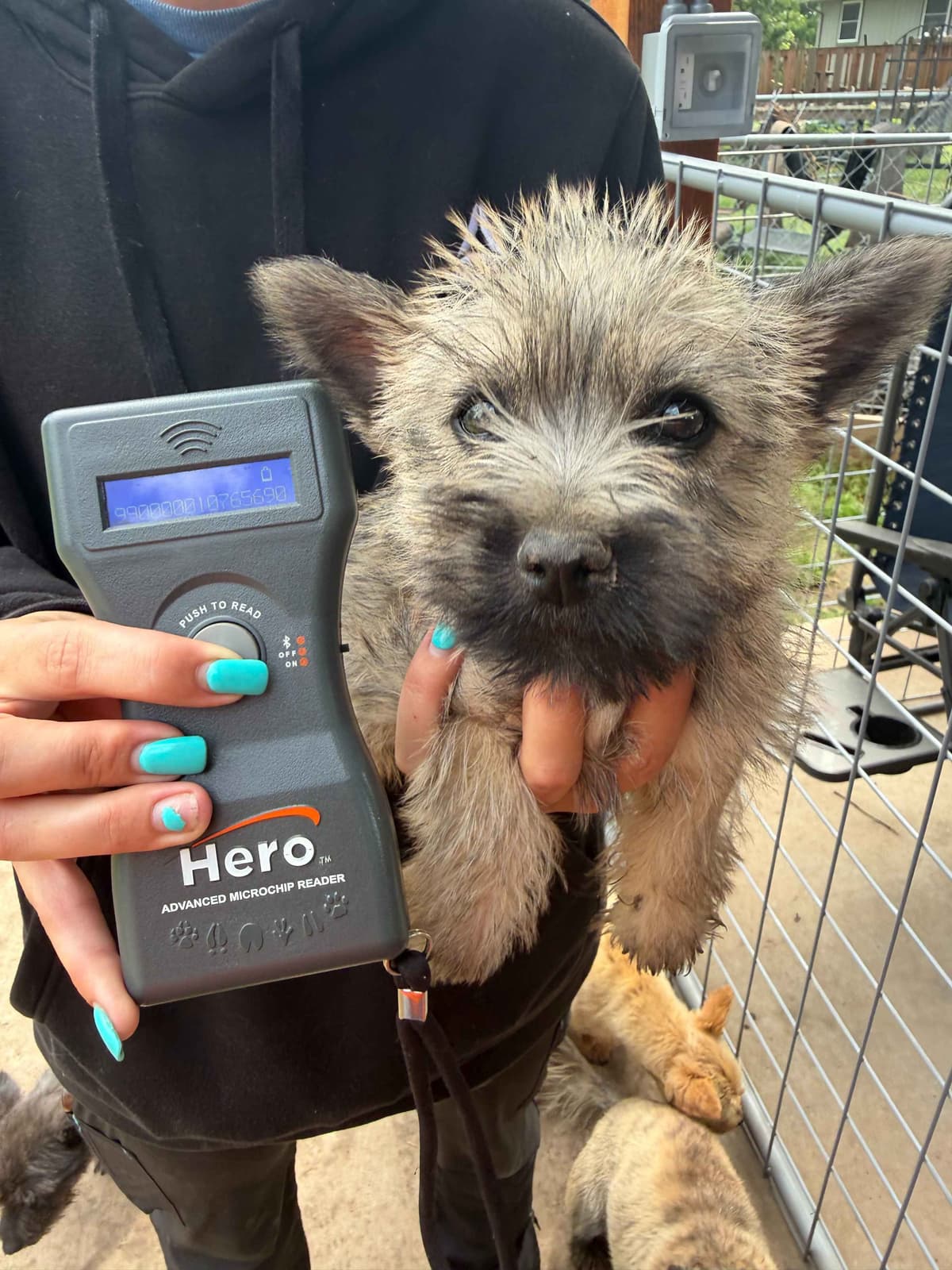 Cairn Terrier Puppies breeder image 27