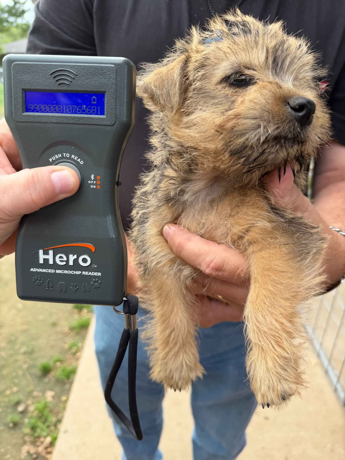Cairn Terrier Puppies breeder image 22
