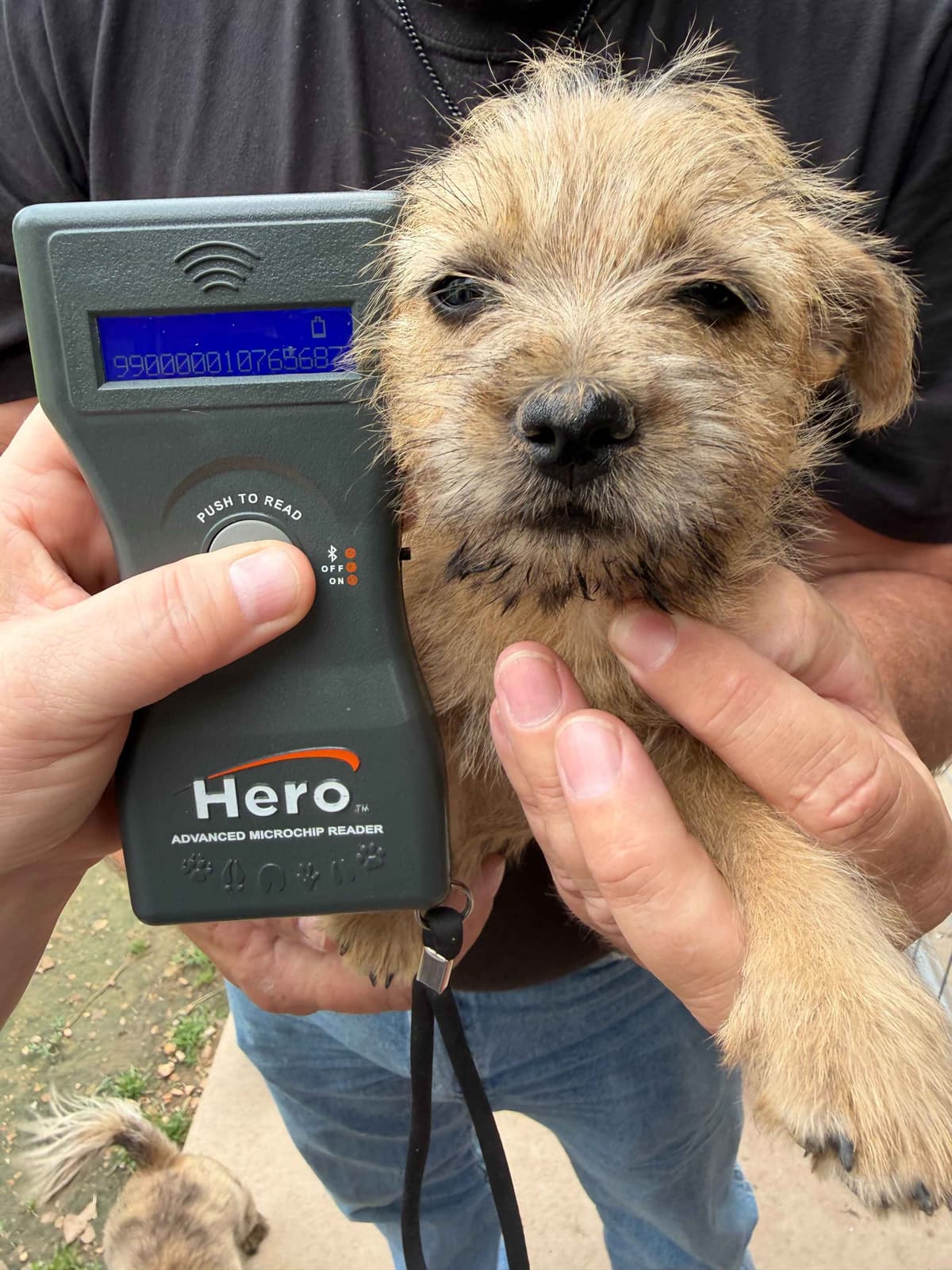 Cairn Terrier Puppies breeder image 23