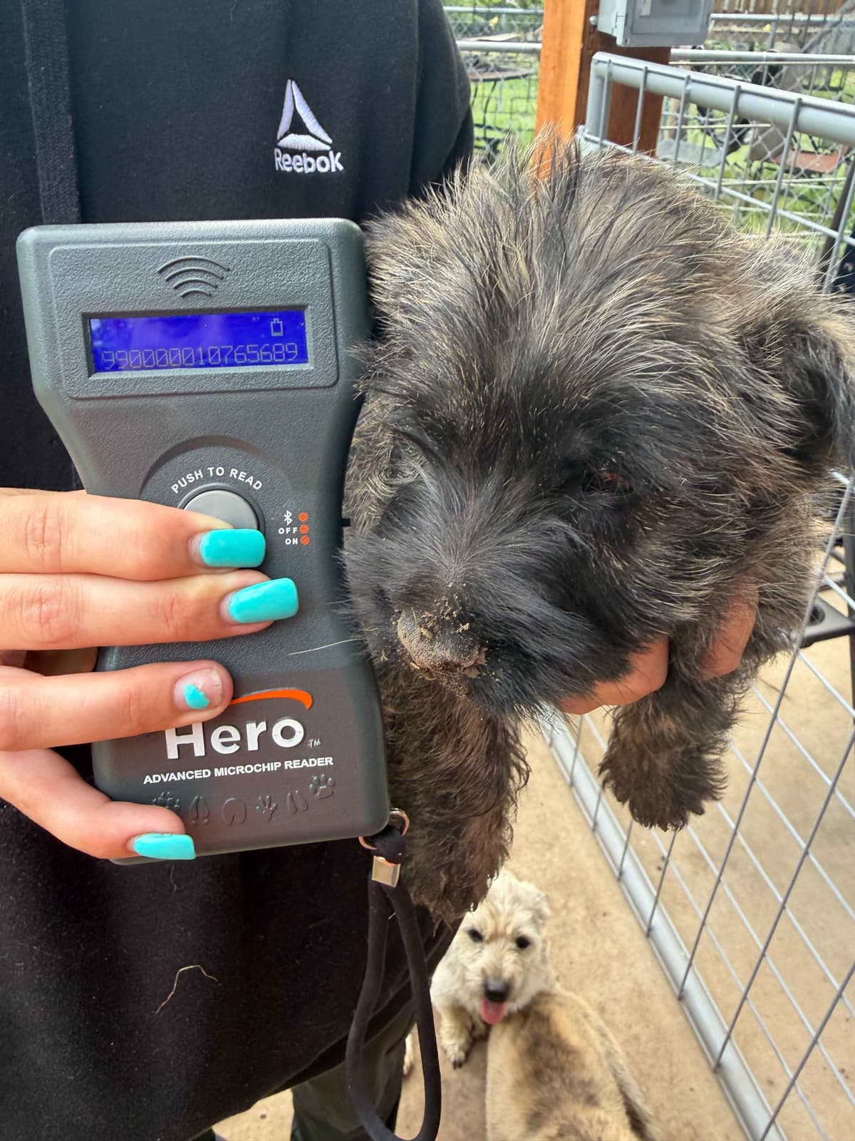 Cairn Terrier Puppies breeder image 25