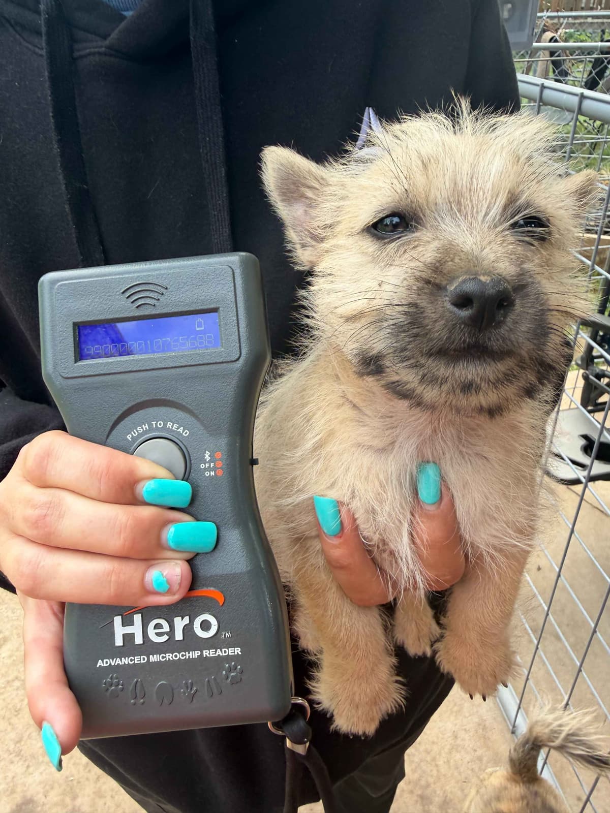 Cairn Terrier Puppies breeder image 24