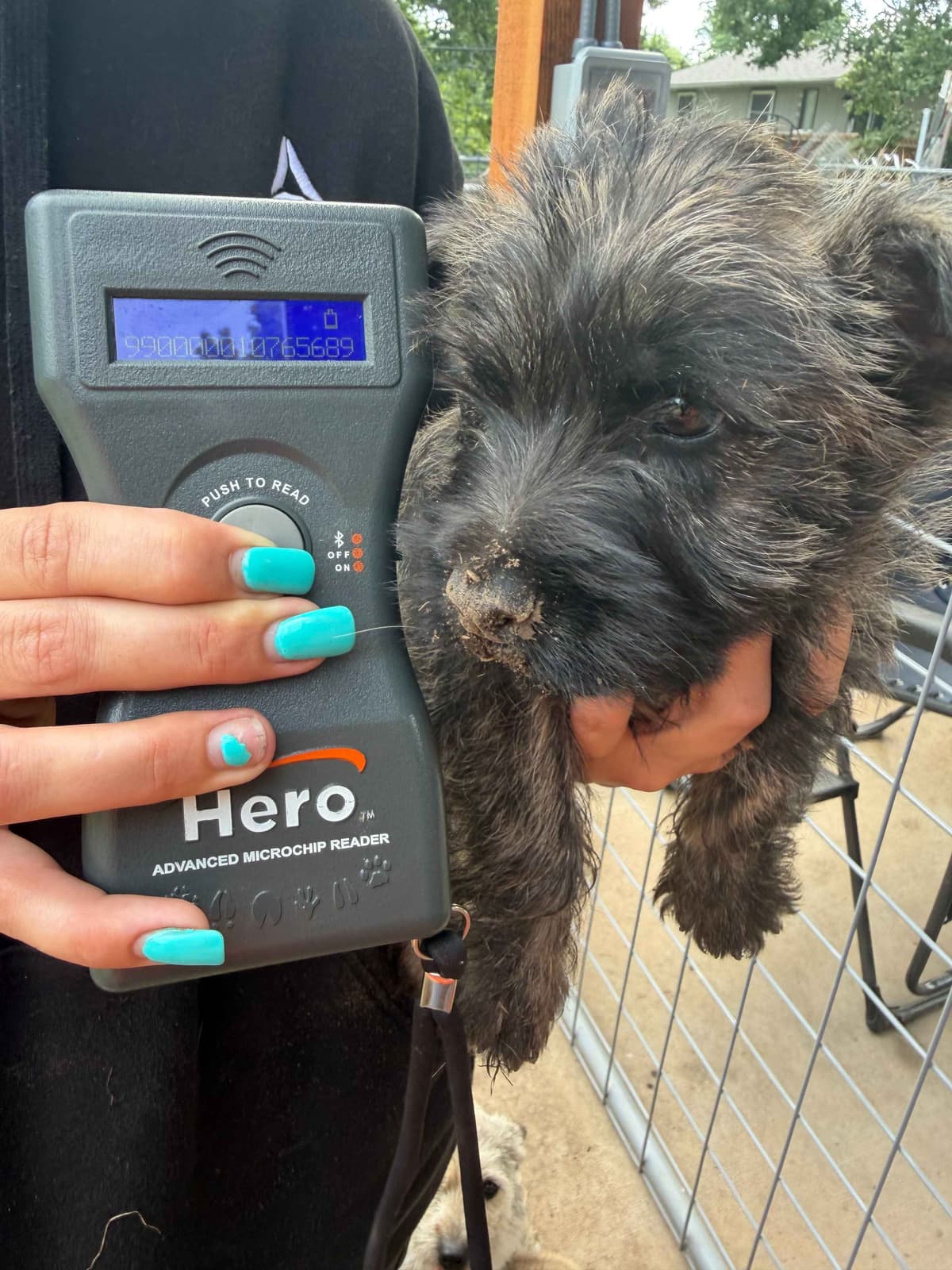 Cairn Terrier Puppies breeder image 20